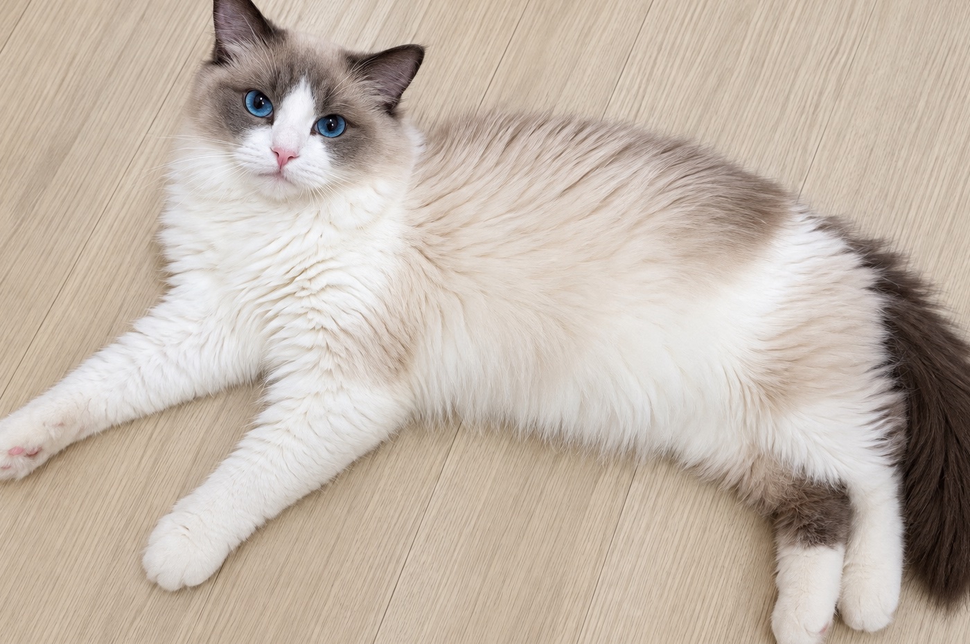 床の上でくつろぐ我が家の猫
